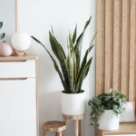 Sansevieria Golden Flame